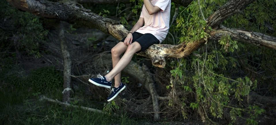 Timberland Stock Photos