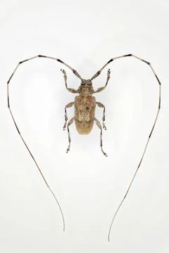 Timberman beetle (Acanthocinus aedilis) a 50 years old specimen from beetle.. Stock Photos