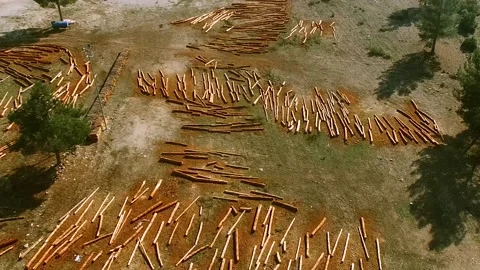 Timbers in Deforested Area Stock Footage 146172612