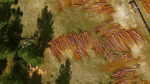 Timbers on the Ground, Shadows of the Trees Top Aerial View Stock Footage 146172773