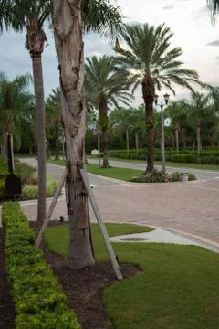 Timbers help an aging tree 스톡 사진