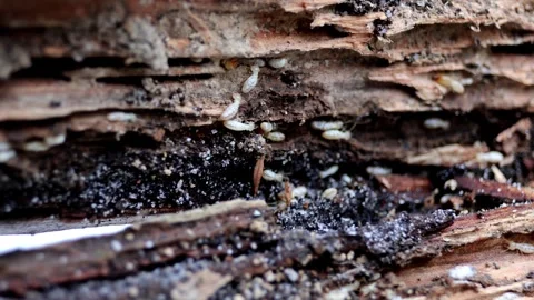 Timber's Hidden Architects: A Glimpse into the World of Termites Stock Footage 273015411