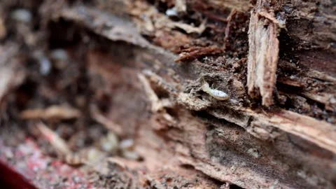 Timber's Tiny Conquerors: The Life of Termites Stock Footage 273015642