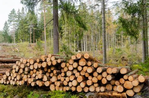 Timberstack by fall season in a coniferous forest Stock Photos
