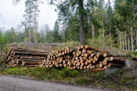 Timberstacks, renewable resources by roadside Stock Photos