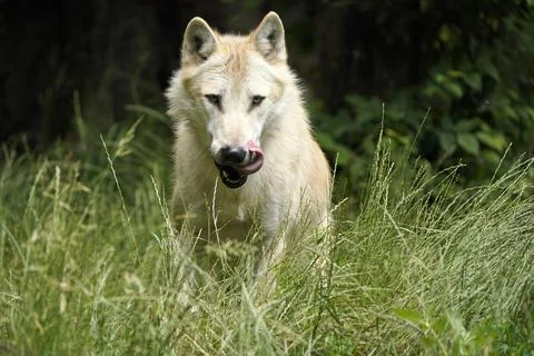 mackenzie valley wolf pup