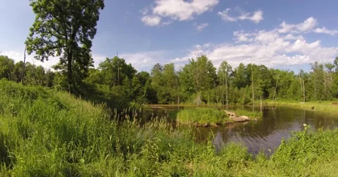 Timberwolf and two pups on an island Stock Footage 40389208