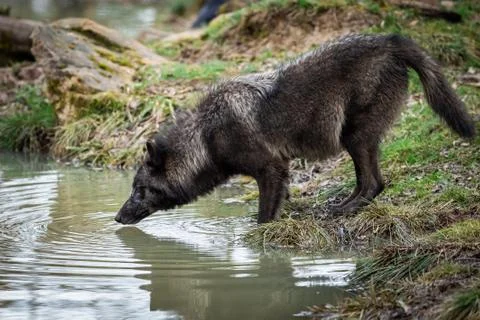 Timberwolf drinking in the forest Stock Photos