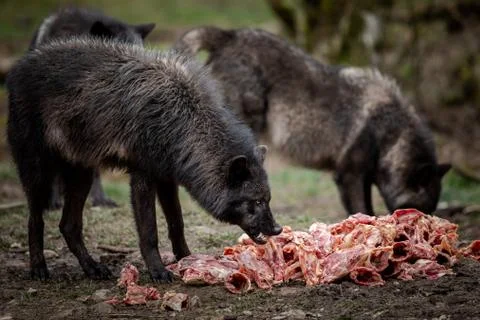 Timberwolf eating meat in the forest Stock Photos