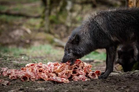 Timberwolf eating meat in the forest Foto stock
