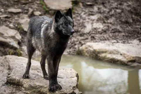 Timberwolf in the forest Stock Photos