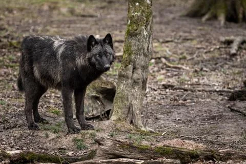 Timberwolf in the forest Stock Photos