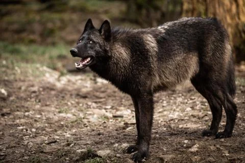 Timberwolf in the forest Foto stock