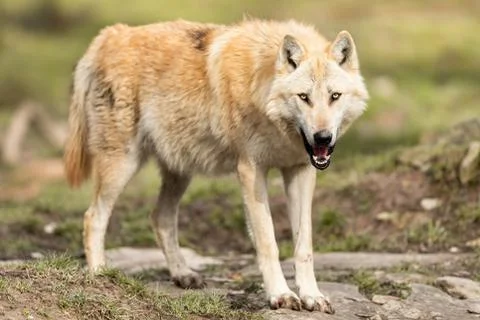 Timberwolf in the forest Stock Photos