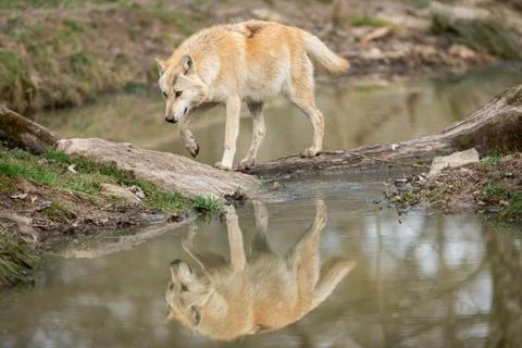Timberwolf in the forest Foto stock