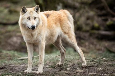 Timberwolf in the forest Stock Photos