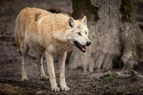 Timberwolf in the forest Stock Photos