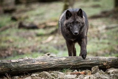 Timberwolf in the forest Stock Photos