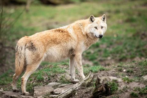 Timberwolf in the forest Foto stock