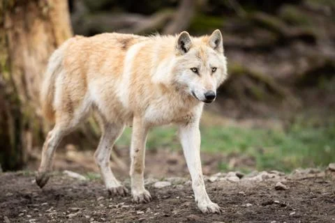 Timberwolf in the forest Stock Photos