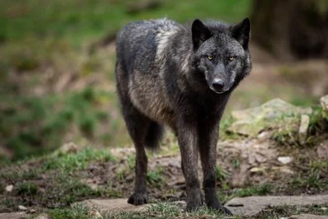 Timberwolf in the forest Stock Photos