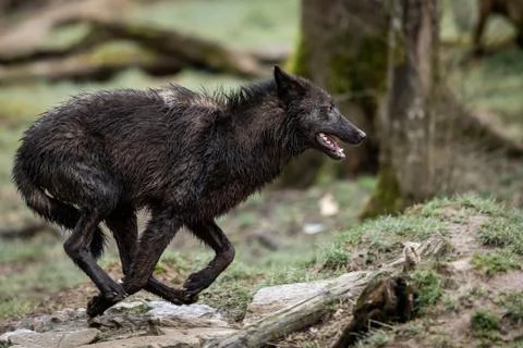 Timberwolf running in the forest Stock Photos