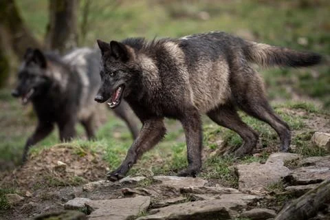 Timberwolf running in the forest Foto stock