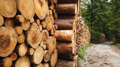 Timberyard Stock Footage 115593932