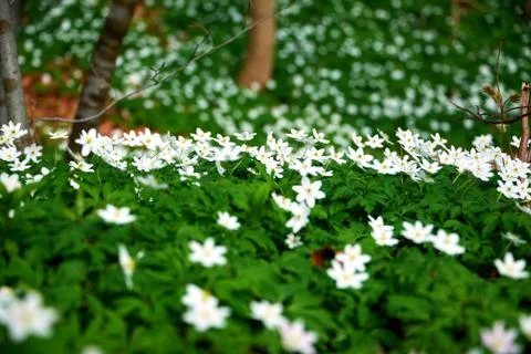 Timbleweed in spring Stock Photos