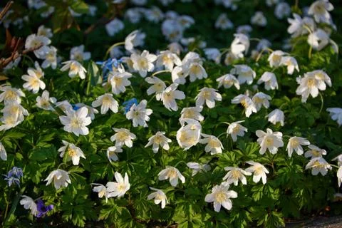 Timbleweed in spring Stock Photos