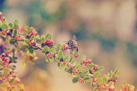 Time for bees to work Фото