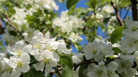 Time to collect nectar Stock Footage 91546080