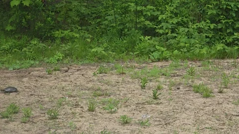 Time-Compressed Search Pattern Across Sandy Ground turtle Nest Selection Stock Footage 325633038