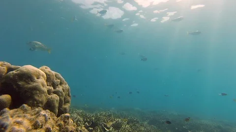 Time elapse in 4K of Parrot fish and assorted other fish swimming above Stock Footage 120270675