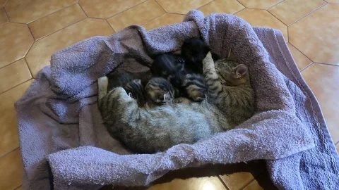 Time of feeding Video stock 240235934