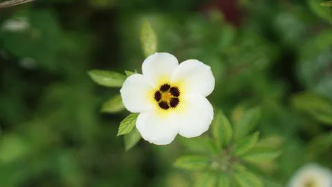 Time flower Photos