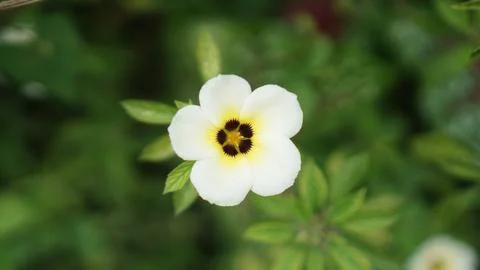 Time flower Stock Photos