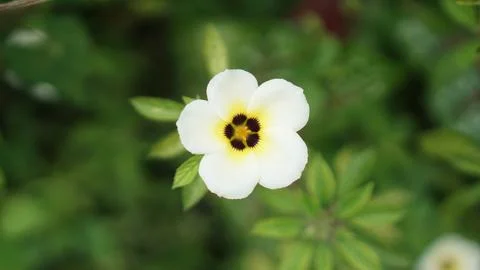 Time flower Photos