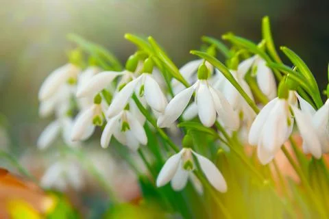 Time of flowering snowdrops, which dissolve their white petals Foto stock