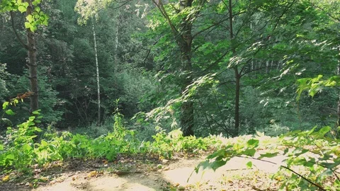 Time in the forest Stock-Footage 93286846