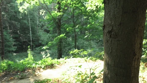 Time in the forest Stock-Footage 93286853