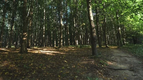 Time in the forest Stock-Footage 93286866