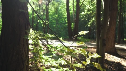 Time in the forest Stock-Footage 93286882