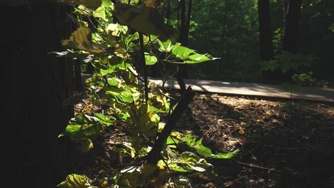 Time in the forest Stock-Footage 93286895