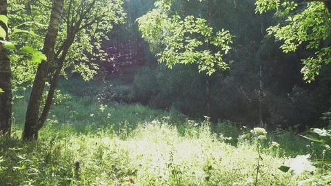 Time in the forest Stock-Footage 93286913