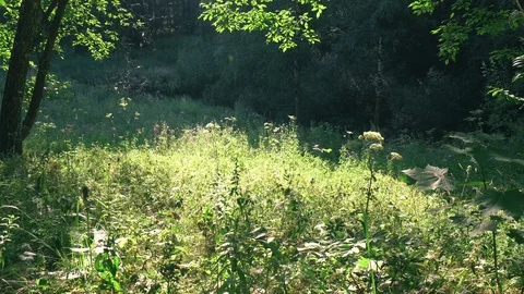 Time in the forest Stock-Footage 93286927