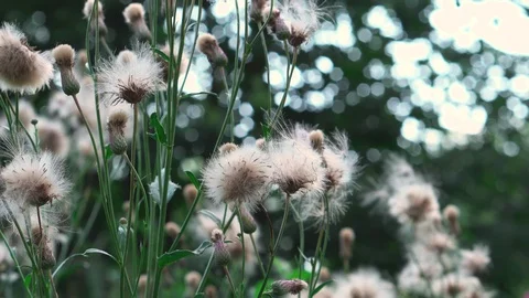 Time in the forest Stock-Footage 93286936