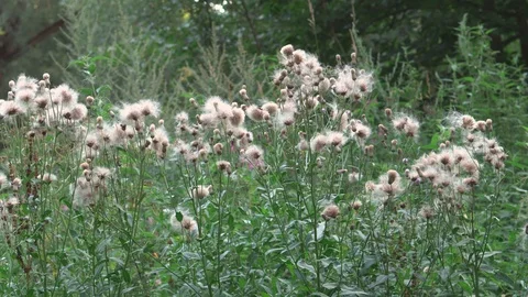 Time in the forest Stock-Footage 93286951