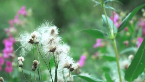 Time in the forest Stock-Footage 93286966