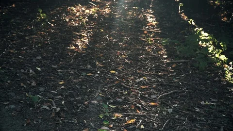 Time in the forest Stock-Footage 93286972